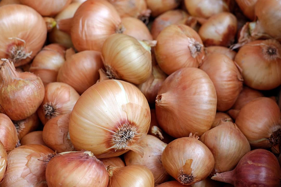 De Britten hebben in de eerste zes weken van het nieuwe seizoen wekelijks zo’n 3.100 ton uien uit Nederland geïmporteerd. - Foto: Canva