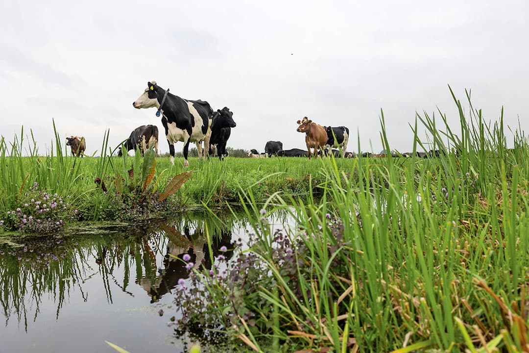 PBL stelt dat de landbouw in de periode van 1990 tot 2010 veel reductie van uitstoot heeft gerealiseerd, met name door technische maatregelen. - Foto: Herbert Wiggerman