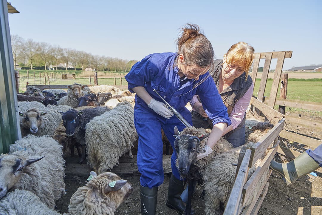 blauwtong vaccin