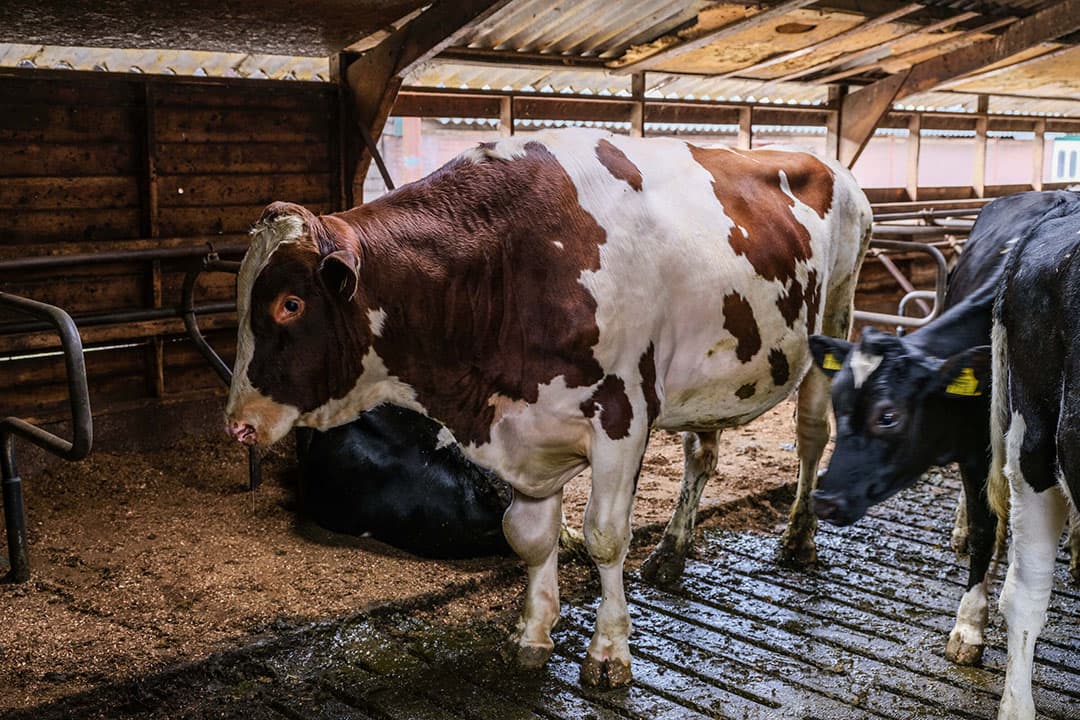 Foto: Jan Willem van Vliet