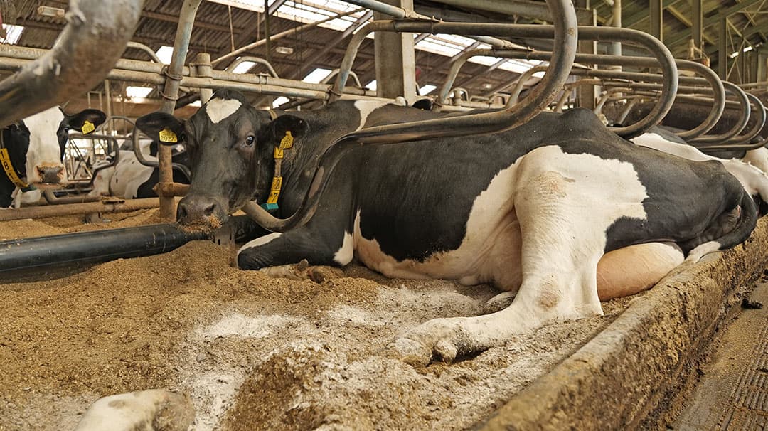 In de ligboxen wordt geadviseerd om 80-100 gram product per m² te gebruiken, minimaal drie keer per week instrooien. - Foto's: BTN de Haas