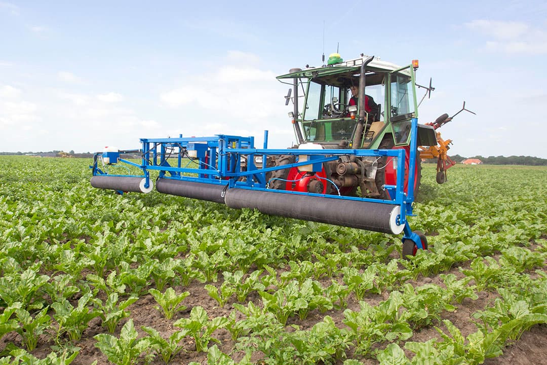 Toelating van glyfosaat is belangrijk, onder andere voor voorjaarstoepassing en fytosanitaire en preventieve toepassingen. Zoals hier te zien is, bestrijding van aardappelopslag in een perceel suikerbieten met een Roundup-rol. - Foto: Koos van der Spek