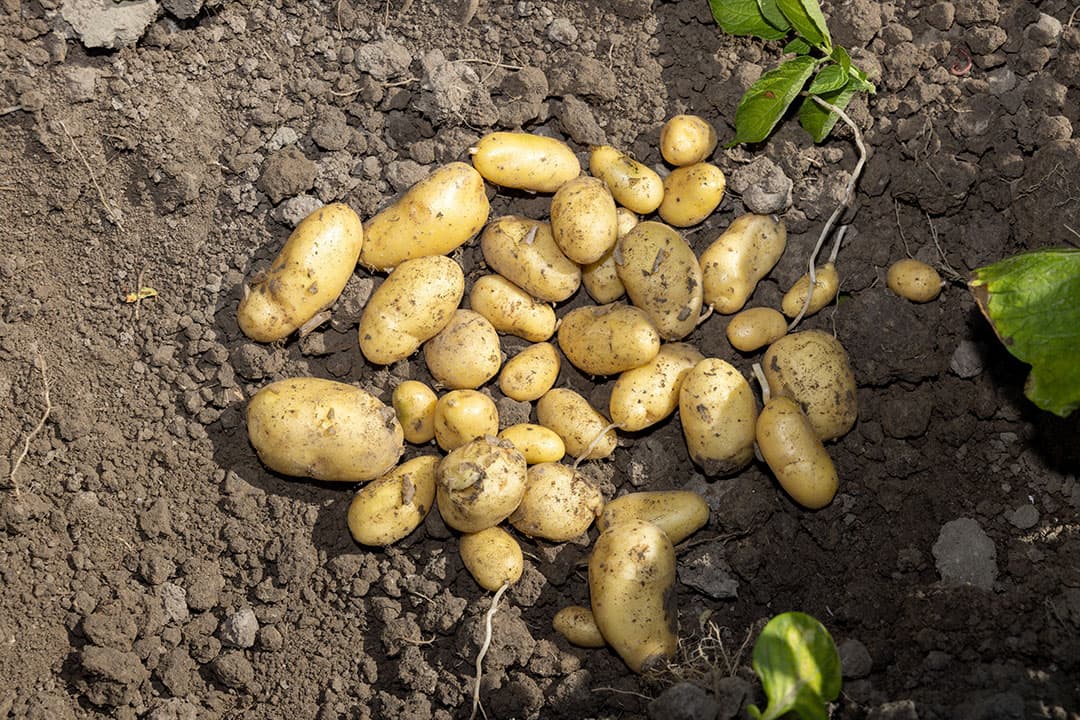 fritesaardappelen