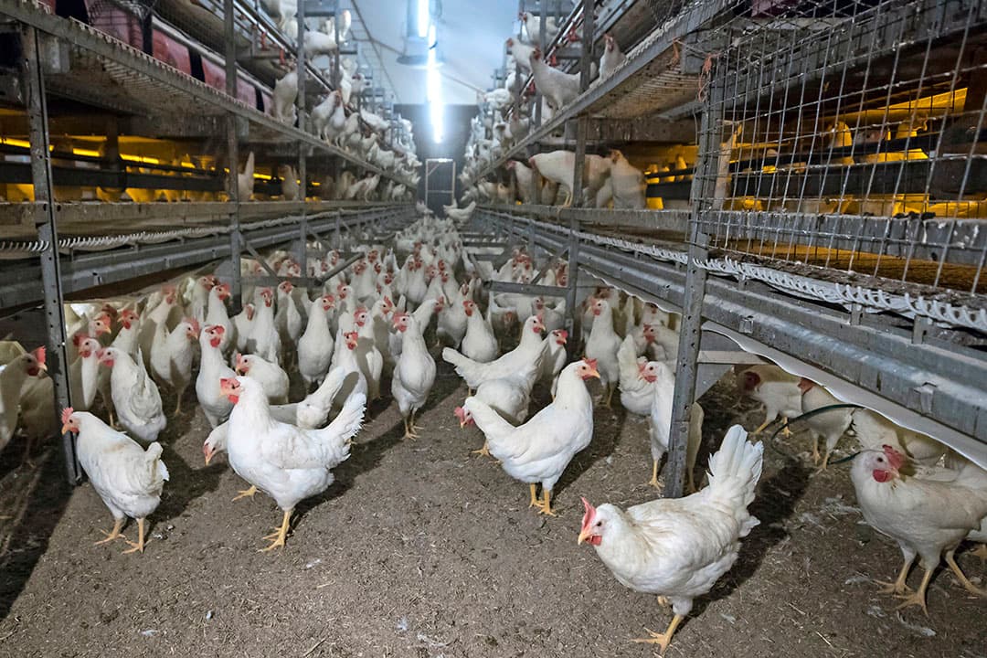 Voor pluimvee is de fosfaatexcretie met 1,3% verlaagd. - Foto: Koos Groenewold