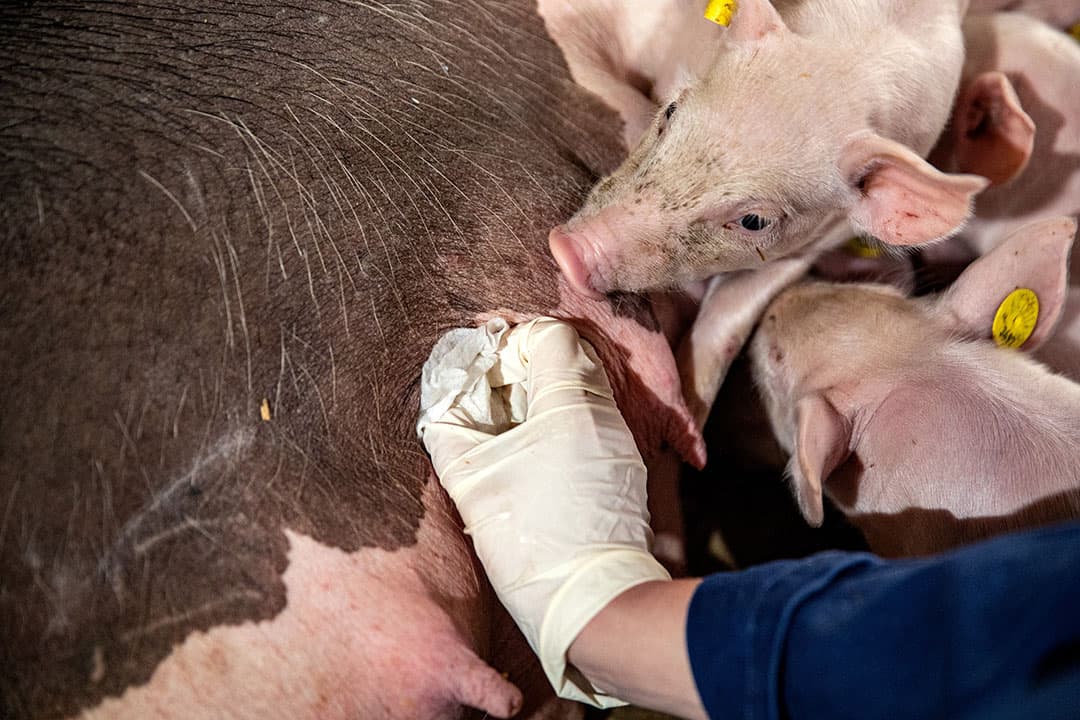 Voor de bestrijding van griep wordt op het gros van de bedrijven de zeugen gevaccineerd. Of er bij de humane besmetting een link is met besmette varkens, kan het ministerie nog niets zeggen. – Foto: Ronald Hissink