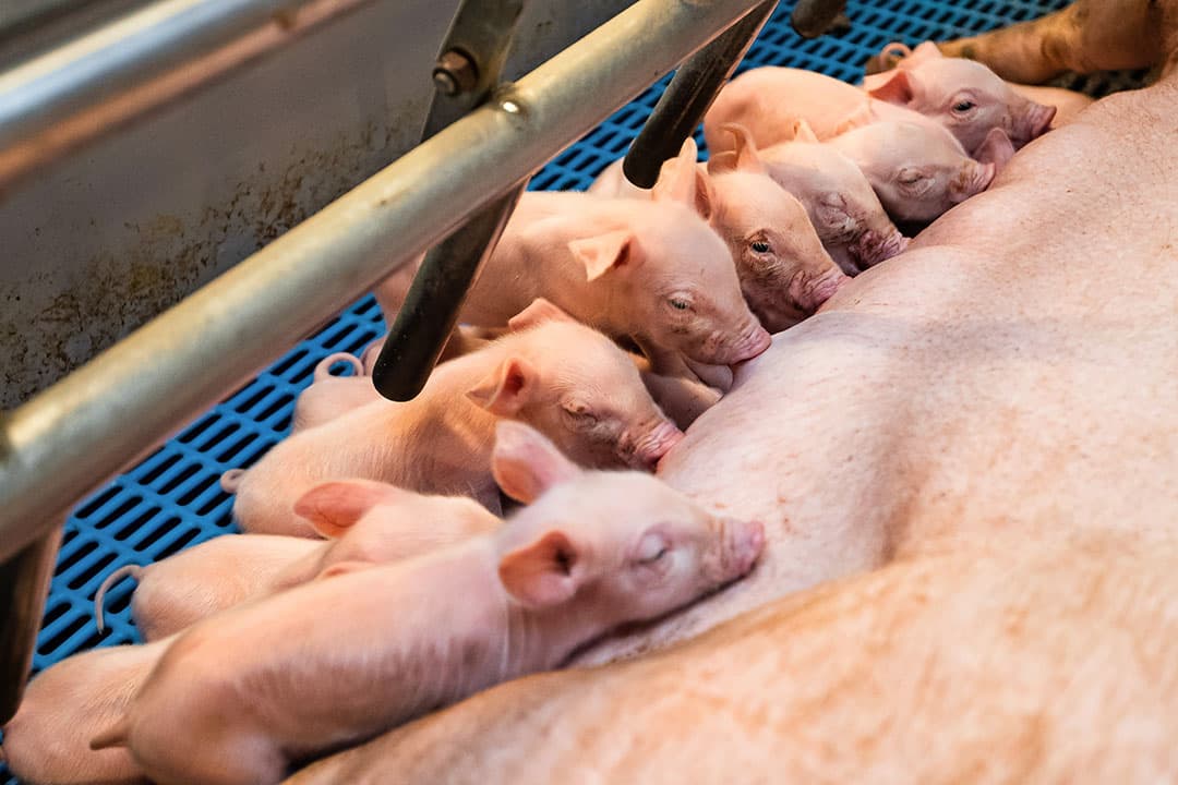 Een grote meerderheid van de zeugen is drager van S. suis, met hoge concentratie S. suis-bacteriën in tonsillen en vagina, waardoor biggen al bij geboorte besmet raken. -  Foto: Ronald Hissink