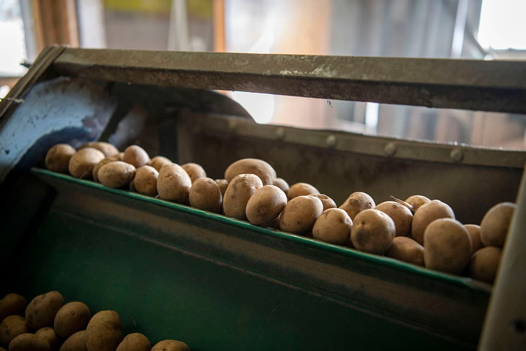 De Duitse toezichthouder STV heeft na een gerechtelijke procedure een schikking van €130.000 getroffen met een Nederlandse pootgoedteler uit Bruinehaar (Ov.) wegens illegale handel.  - Foto: Mark Pasveer