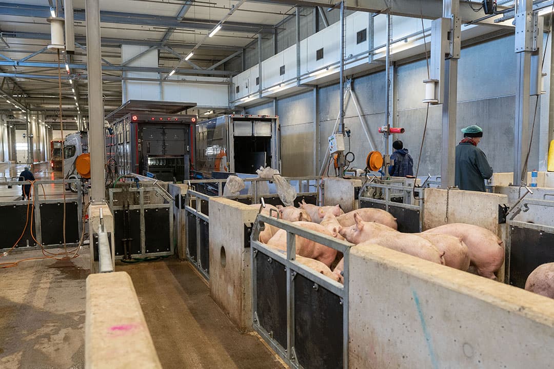 Het varkensaanbod is flink kleiner dit jaar. Voor slachterijen in Denemarken en Duitsland reden om capaciteit af te bouwen. Maar ook in Spanje is sprake van een varkenstekort. - Foto: Jan Willem Schouten