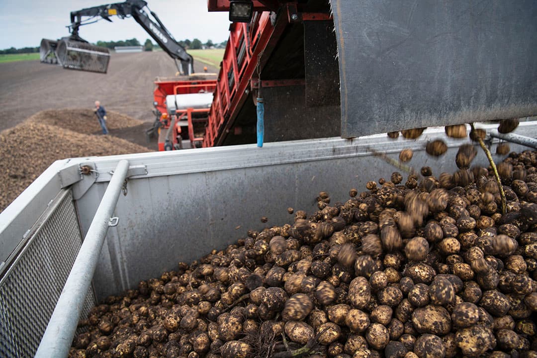Laden van zetmeelaardappelen voor Avebe. - Foto: Mark Pasveer