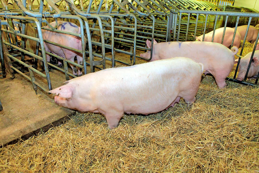 Een Zweeds varkensbedrijf. Zweden loopt voorop met dierenwelzijn wat vooral in de intensieve veehouderij merkbaar is. Er is weinig belangstelling van Nederlandse ondernemers. - Foto: Henk Riswick