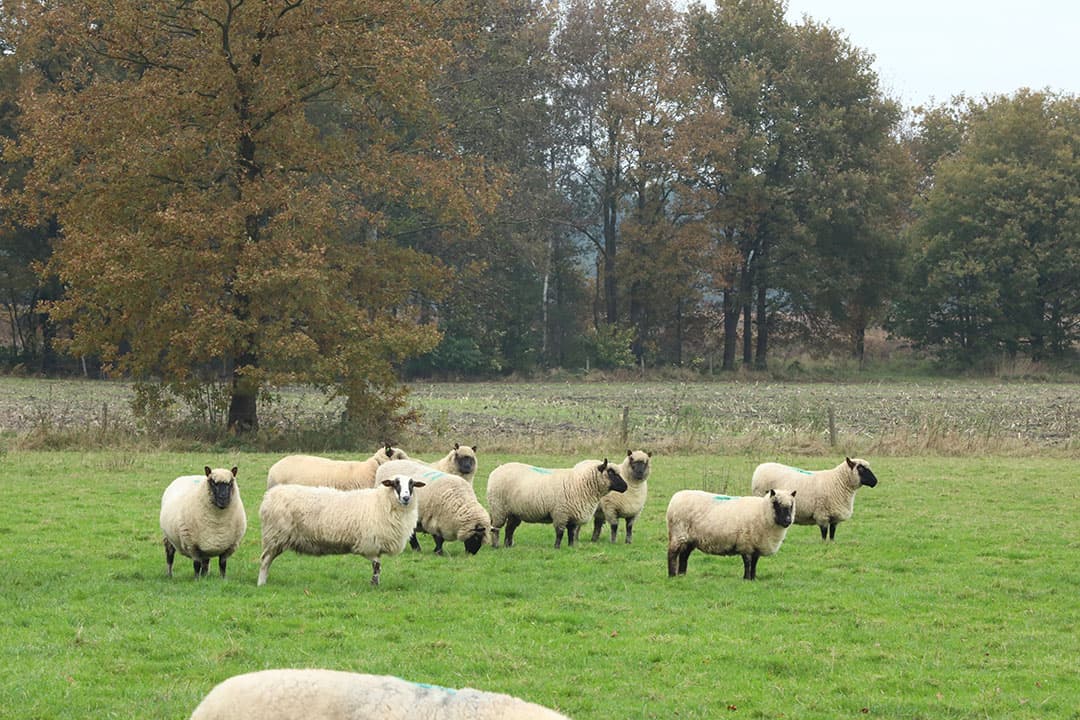 wolf habitatrichtlijn