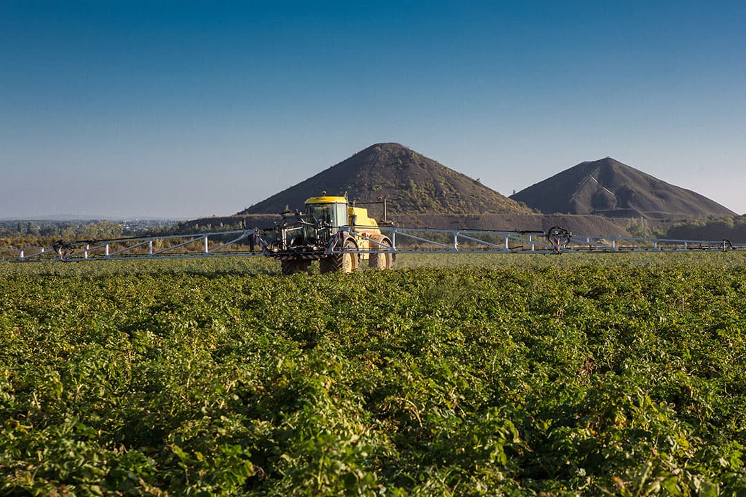 Een perceel aardappelen naast een paar steenbergen ergens in België. - Foto: Peter Roek