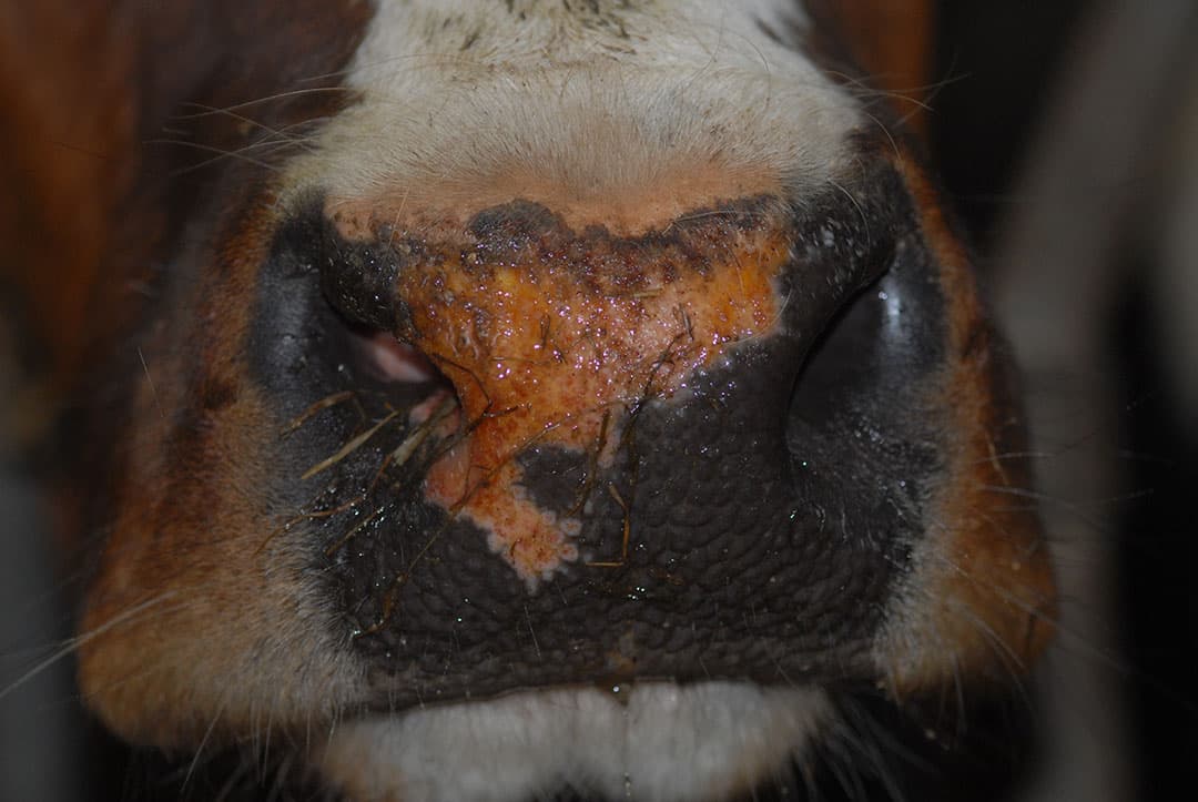 Rund met neusspiegelleasie (2)