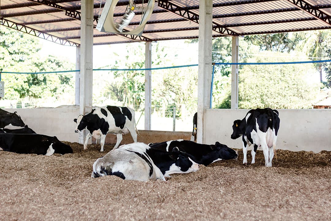 Een paar gram Oleobiotec Ruminant aan het voer is een effectieve manier om het ruwe eiwit in het voer te reduceren. met een minimaal risico op een lagere melkproductie. – Foto: Phodé