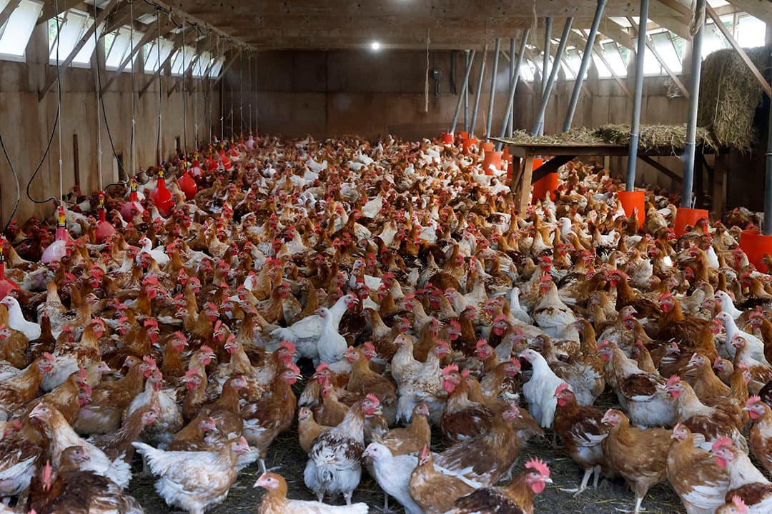 Foto: Ton Kastenmans