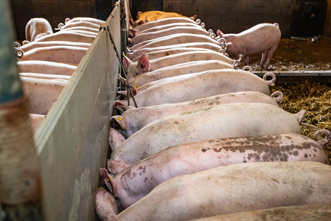 Varkens op een varkenshouderij in Overijssel. - Foto: Ronald Hissink