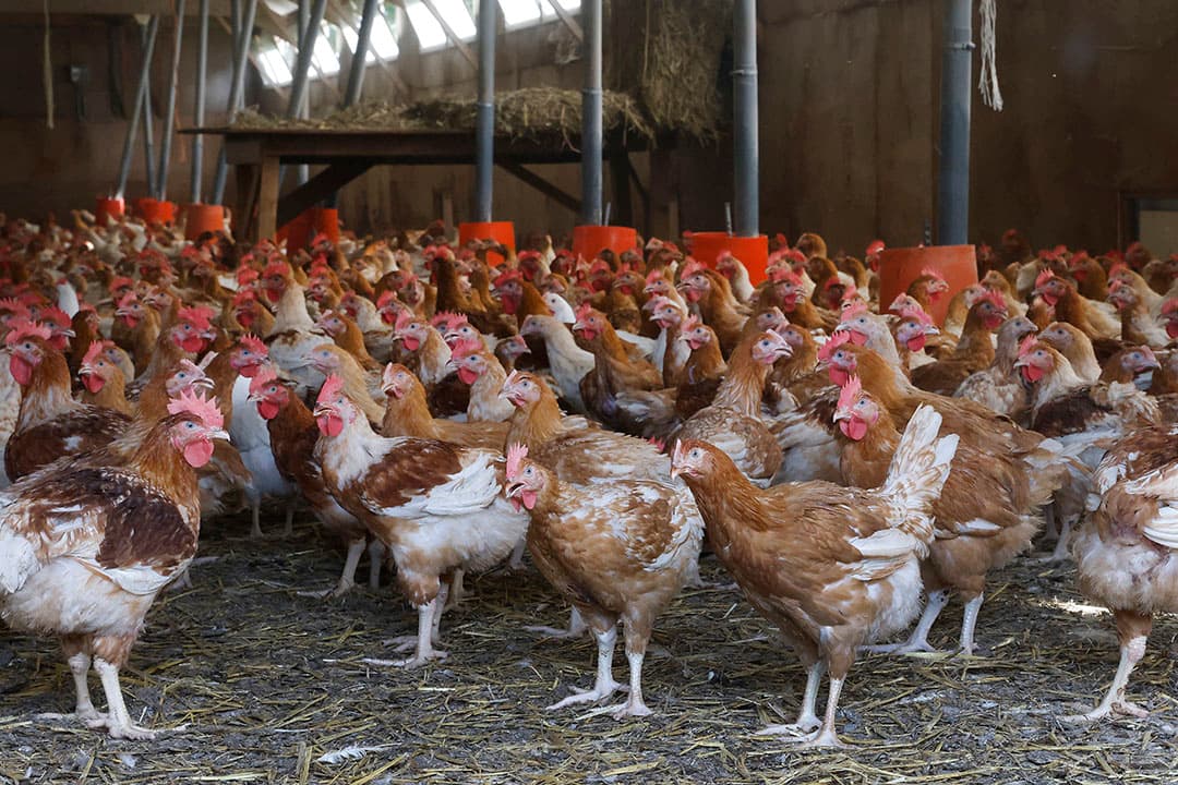 In Nederland wordt gewerkt met een vectorvaccin tegen vogelgriep. - Foto: Ton Kastermans Fotografie