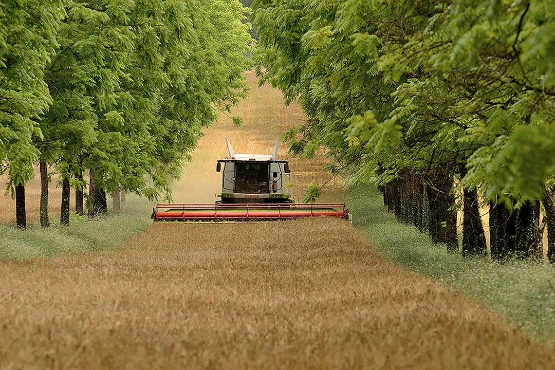 boslandbouw agroforestry