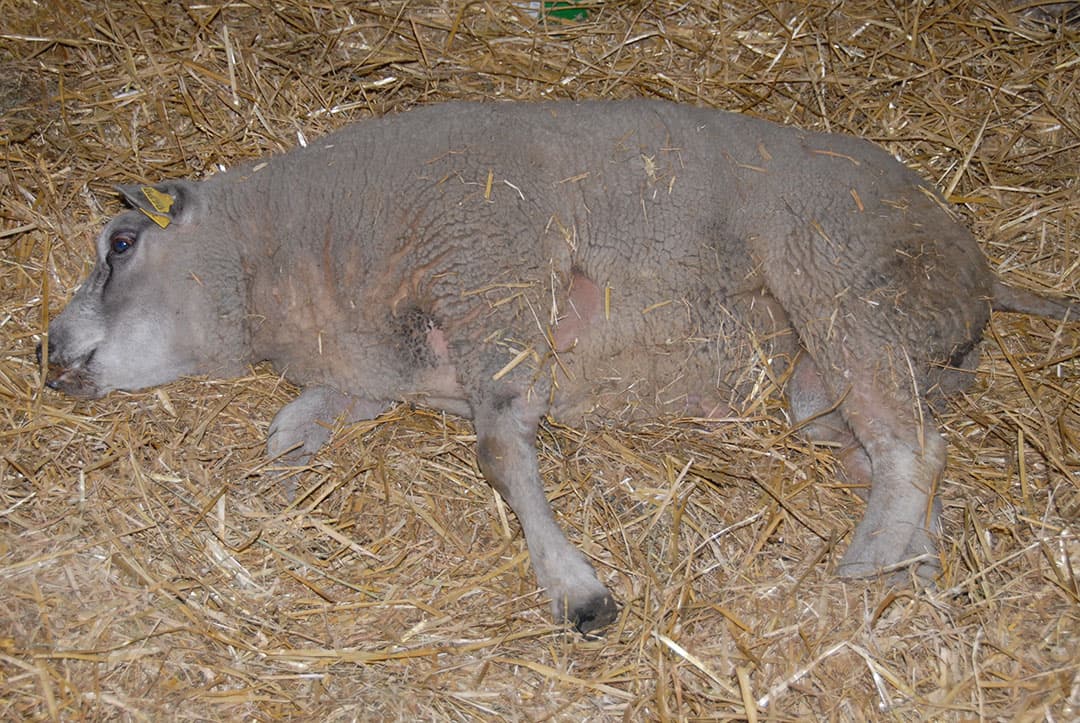 Zieke ram met dikke kop en met mond- en neusuitvloeiing.