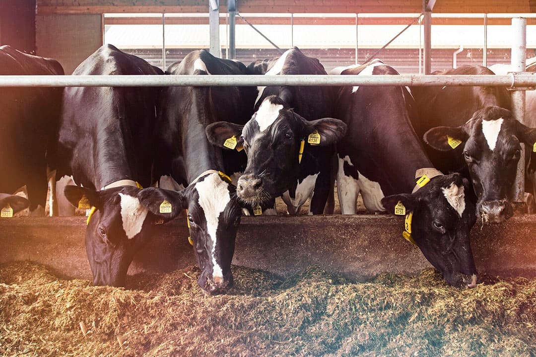 Activiteitenmonitoringssystemen stellen veehouders in staat om de vreettijd van individuele koeien én van de hele kudde in de gaten te houden. - Foto: Nedap