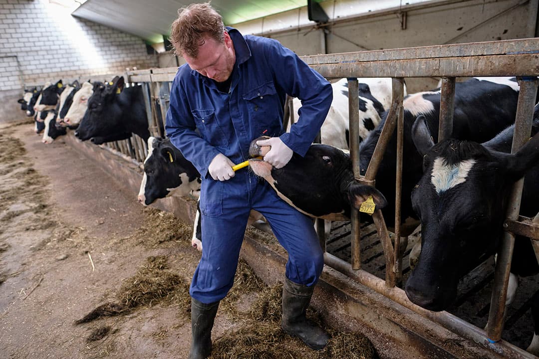 dierenartspraktijken investeren