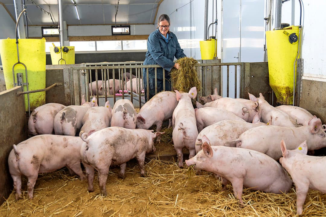 Deelname aan een boerderijconcept moet passen bij de ondernemer en het bedrijf. Dat kan met investeringen gepaard gaan. Zo is voor deelname aan Wroetvarken vaak een nieuwe stal nodig. - Foto: Koos Groenewold