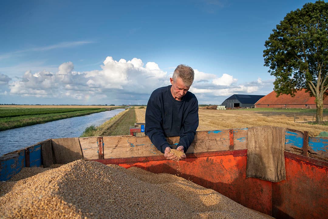 Derk Jans Mellema waagde het er vorige week dinsdag als een van de weinigen in het Groningse Oldambt toch maar op om een begin te maken met de wintertarwe. Rond 20% vocht, maar wat is wijsheid als er mogelijk wel meer dan een week geen kans meer is om te dorsen? - Foto: Mark Pasveer