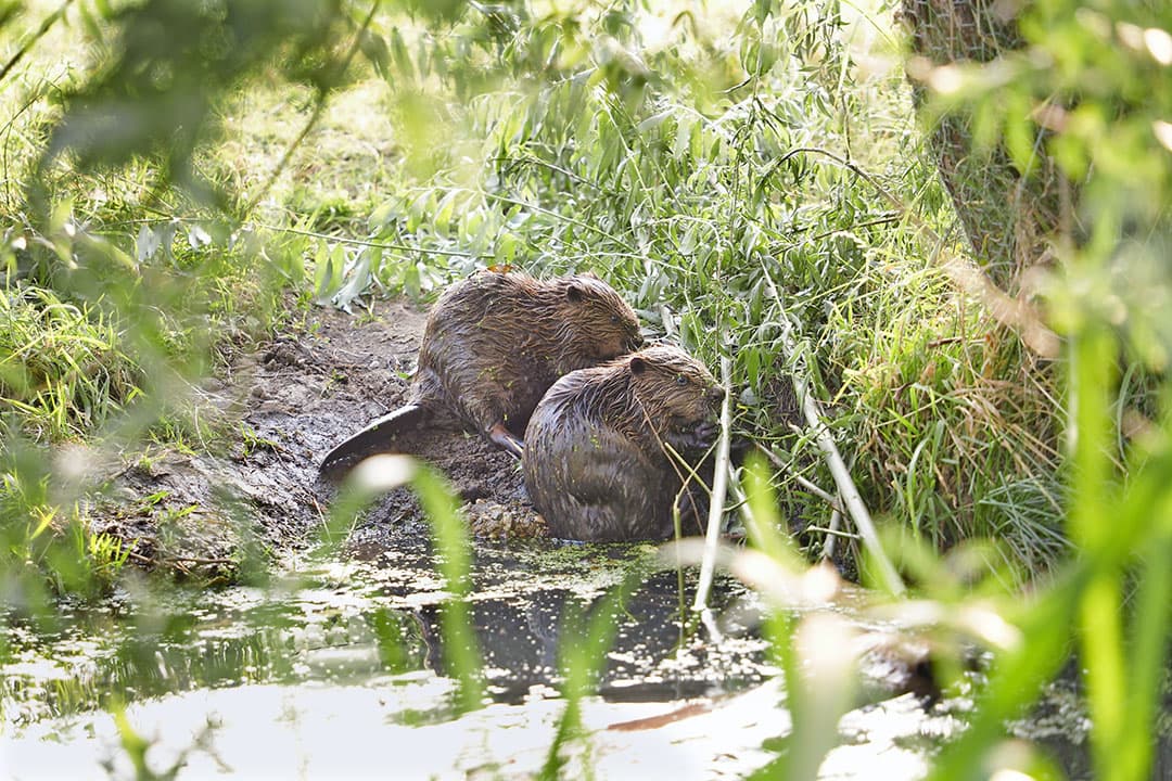 bever