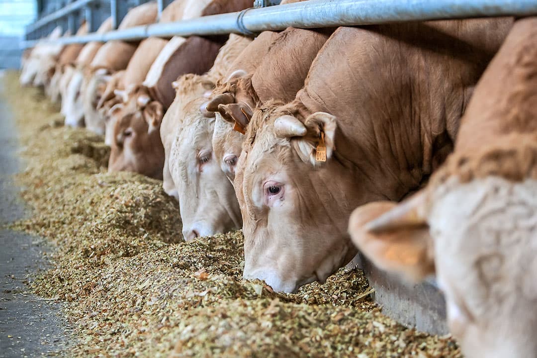 https://www.boerderij.nl/van-loon-group-wil-met-jong-nederlands-rund-nieuwe-markt-aanboren