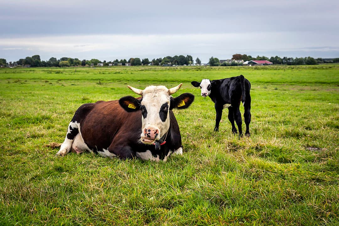 Foto: Roel Dijkstra