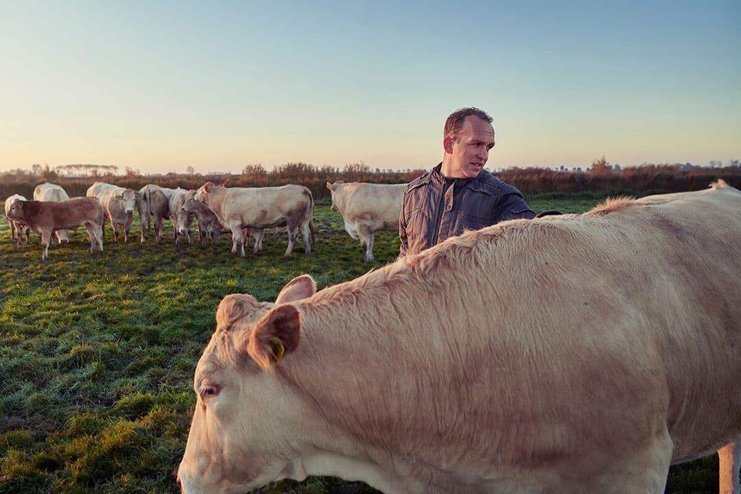 Grotere agrarische bedrijven verzekeren