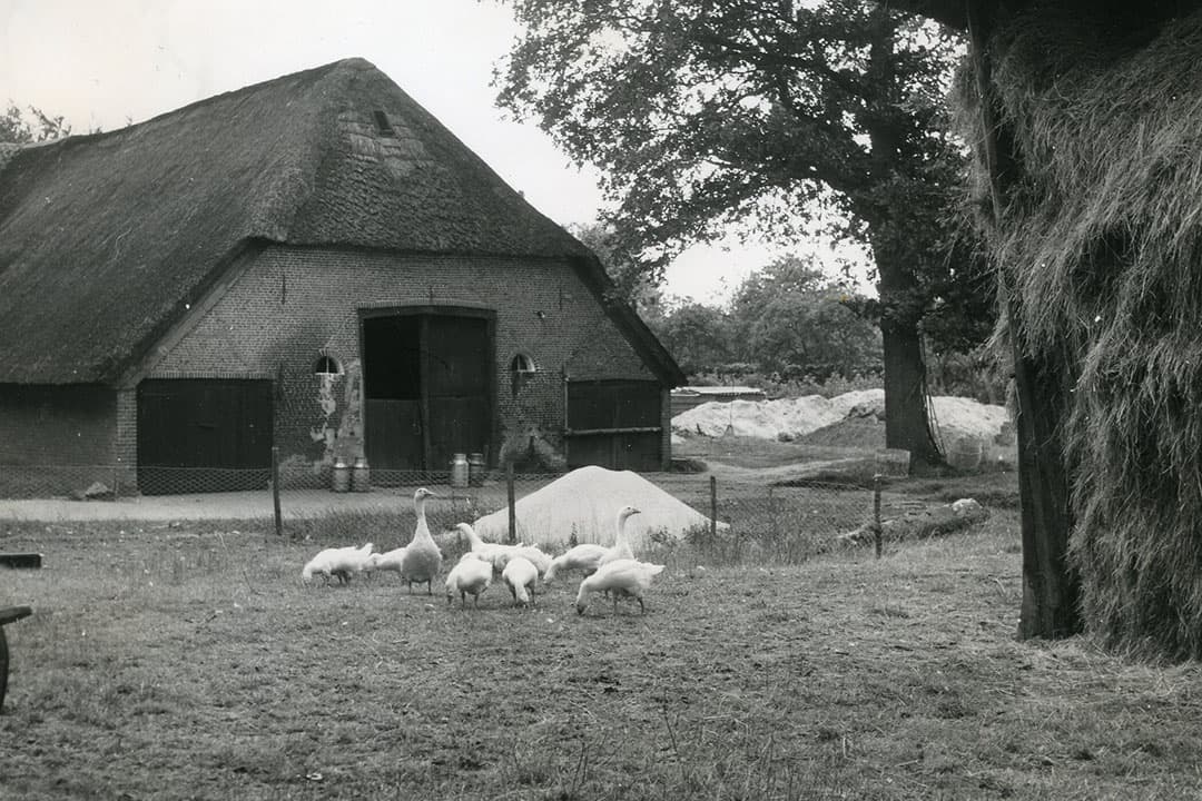 Veel boeren hielden vroeger wat ganzen in een weitje. Die op de foto zijn zogenaamde witte boerenganzen. De vogels verschaften eieren, dons en vlees. Tegelijkertijd hadden ze een waakfunctie. Men zegt wel dat ganzen betere waakhonden zijn dan honden zelf. - Foto: Misset.