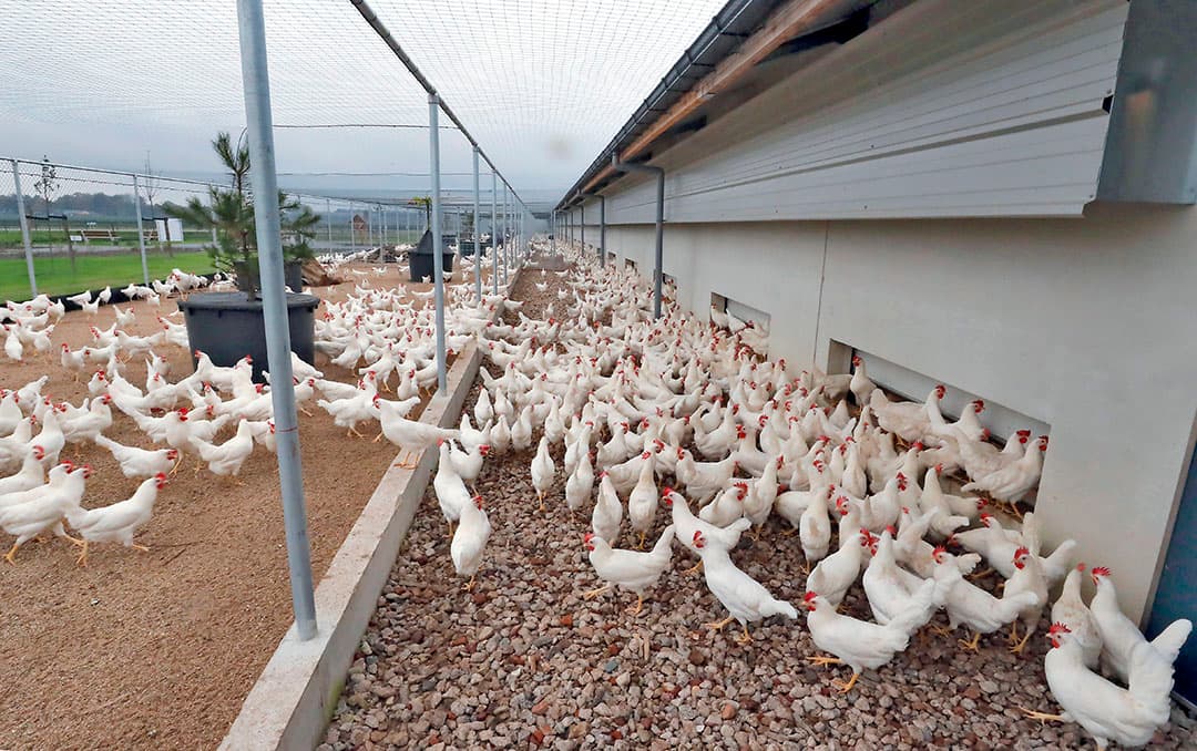 Witte Dekalb-hennen in een Kipster-stal. Ondernemers die al met extra duurzaamheidseisen produceren kunnen volgens WUR op korte termijn profiteren van meer vraag als duurzame inkoop verplicht wordt. - Foto: Bert Jansen