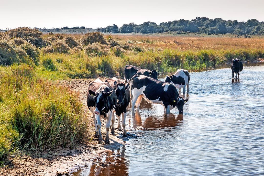 Concentraties ammoniak op Schiermonnikoog: verband met veestapel niet eenduidig. - Foto: Canva
