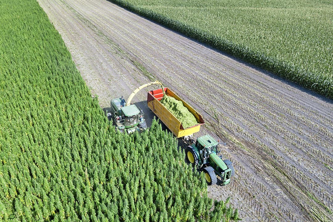 Vezelhennepoogst. Frankrijk is in Europa de veruit de grootste producent van vezelgewassen. - Foto: Peter Roek