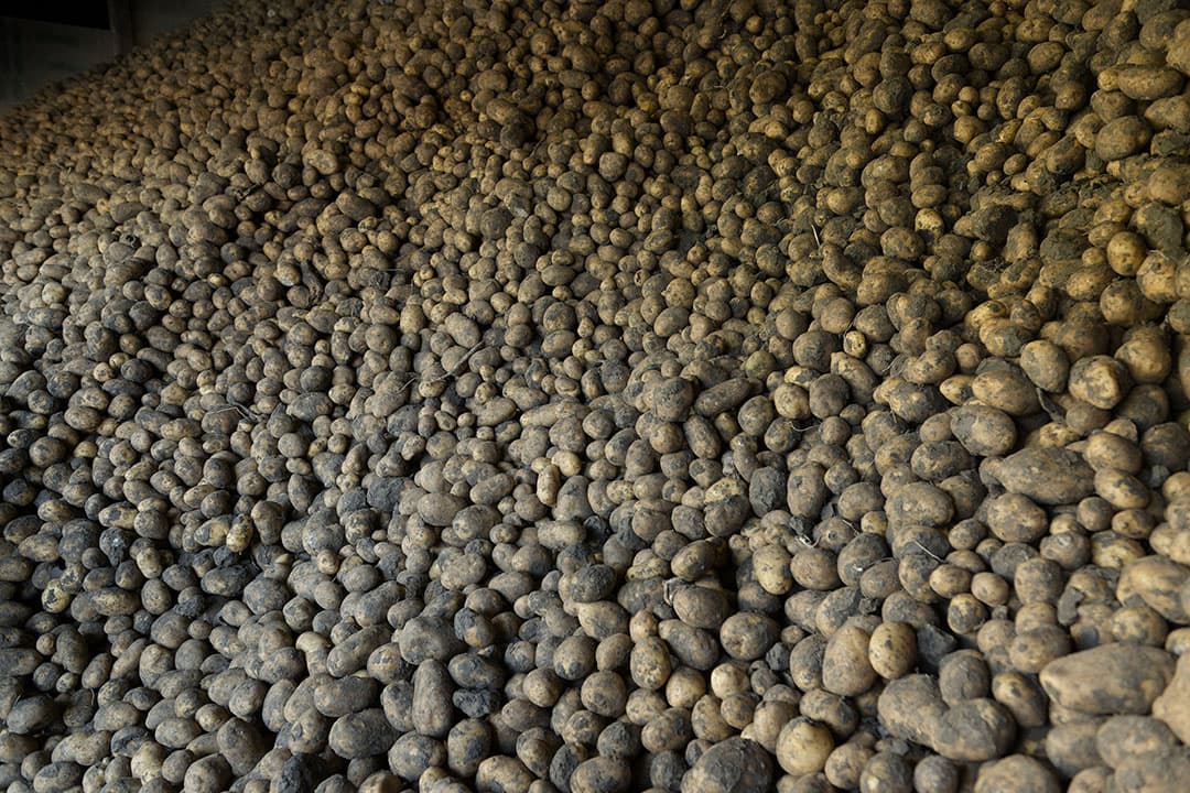 aardappelen aardappelindustrie
