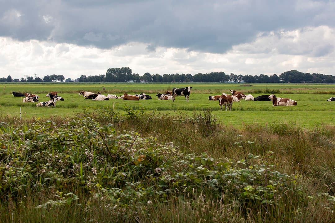 Foto: Anne van der Woude
