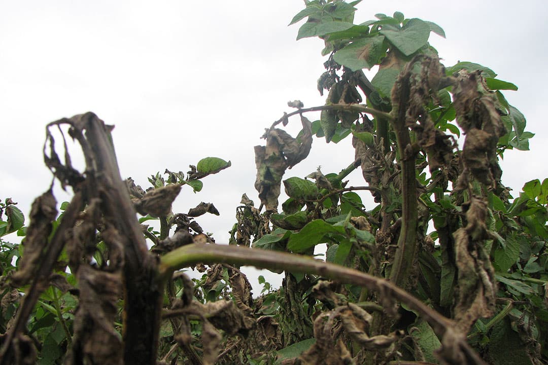Aantasting door phytophthora. - Foto: Misset