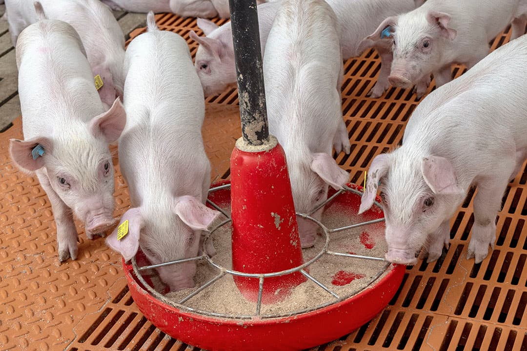 Om de voeropname na het spenen te bevorderen werkt een voerbakje zoals de biggen in de kraamstal al hadden positief.