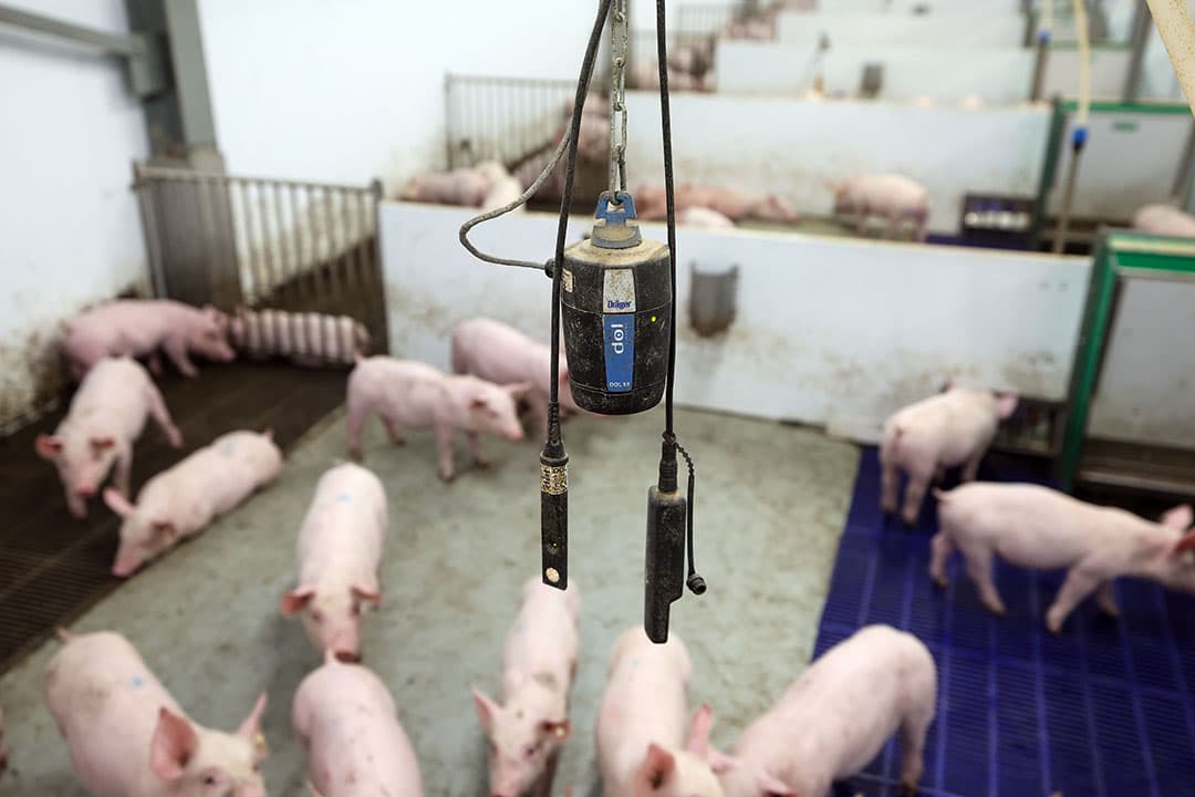 De stallen met bronaanpak zijn voorzien van sensoren die de concentratie van ammoniak meten, doorgaans in combinatie met de temperatuur in de stal en de luchtvochtigheid en de CO2-waarde. Na een periode van optimalisatie wordt een jaar lang continu gemeten voor de Rav-lijst. Foto: Bert Jansen