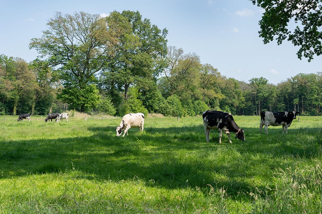 Foto: Jan Willem Schouten
