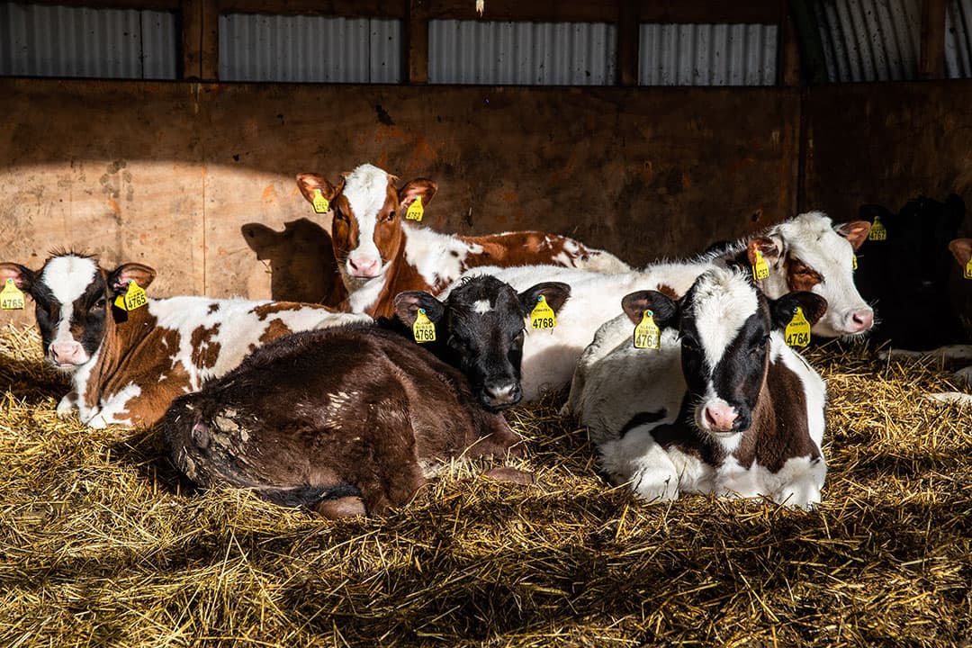 Kalveren op een veehouderij in de provincie Overijssel. - Foto: Ronald Hissink