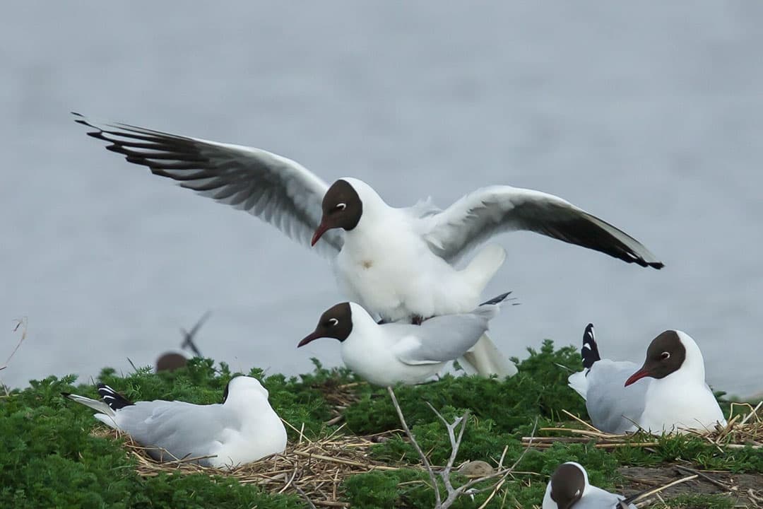 Het vogelgriepvirus in Biddinghuizen (Fl.) had een andere genetische samenstelling dan het virus dat eerder in het jaar op pluimveebedrijven werd aangetoond. Dit virus is momenteel wijdverspreid onder kokmeeuwen in Nederland en Europa. - Foto: Canva
