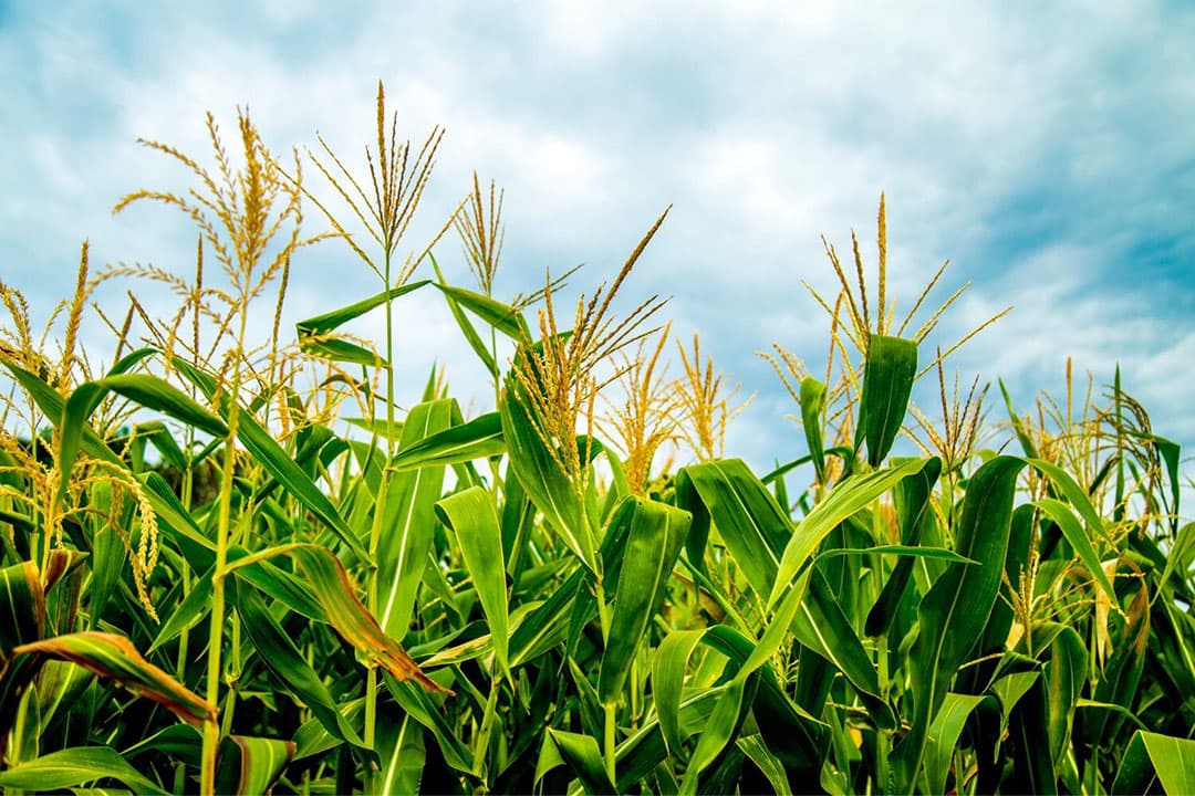 Opvallend genoeg is Twente, dat normaal gesproken tot de droogste gebieden van Nederland behoort vanwege de hoge zandgronden, nu het minst droge plekje van het land. De mais staat in deze regio er over het algemeen prima bij. - Foto: Canva