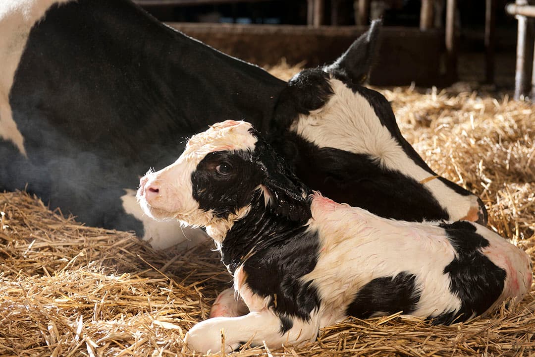 Koeien moeten na afkalven goed herkauwen en een gezonde lichaamstemperatuur hebben. Hou ze ook goed in de gaten als je ze in het koppel doet. - Foto: Mark Pasveer