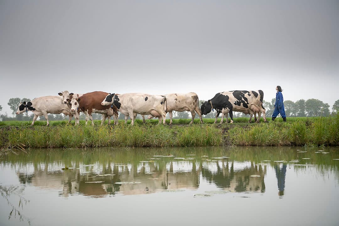 Bio-koeien in Groningen op weg naar de stal. LNV wil een flinke inhaalslag maken met vooral biologisch melkvee en biologische akkerbouw. Ambitie is om het bio-areaal van 4% naar 15% te brengen in 2023. -  Foto: Mark Pasveer