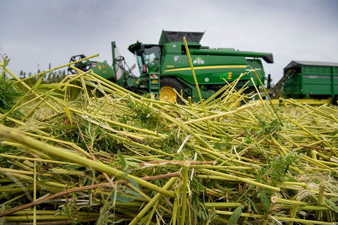 De oogst van vezelhennep door HempFlax. Om transporten van hennep te gaan beperken, werken HempFlex en loonwerkers aan machines die op het veld al een eerste scheiding van vezel en hout kunnen uitvoeren. - Foto: Mark Pasveer