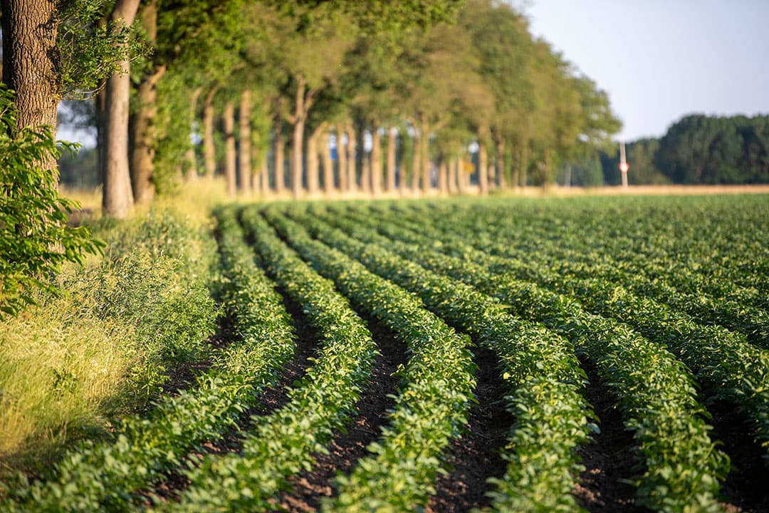 In Drenthe staan veel gewassen er best wel mooi op. Bieten, aardappelen en uien vaak al wat groter en regelmatiger dan in de polders. Anders dan op de klei beginnen de ruggen onderin wel flink op te drogen. - Foto: Mark Pasveer
