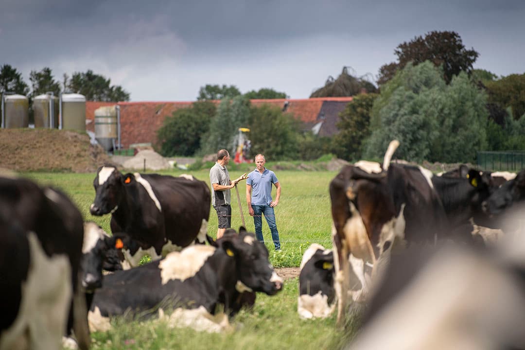 Veehouders en coaches zoeken samen in project Koe en Eiwit naar een gezonde manier om de eiwitvoeding in het rantsoen te verlagen naar circa 155 gram per kilo droge stof. Er zijn totaal ruim 150 deelnemers aan het project verbonden. - Foto: Mark Pasveer