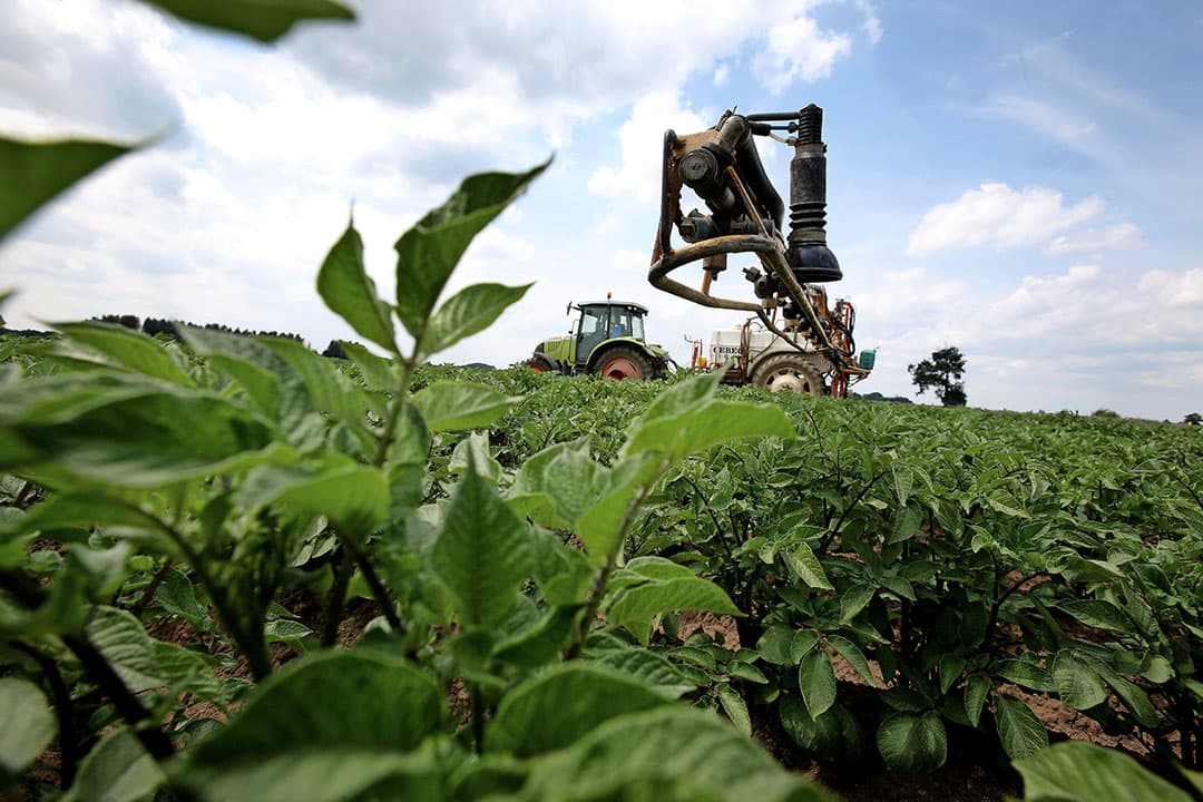 Phytophthora knollen